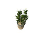 Sadabahar Flower Plant In 6 Inch Nursery Pot