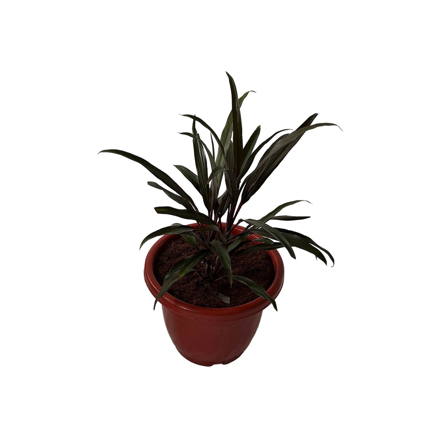 Dracaena Black Plant In 10 Inch Red Classic Pot