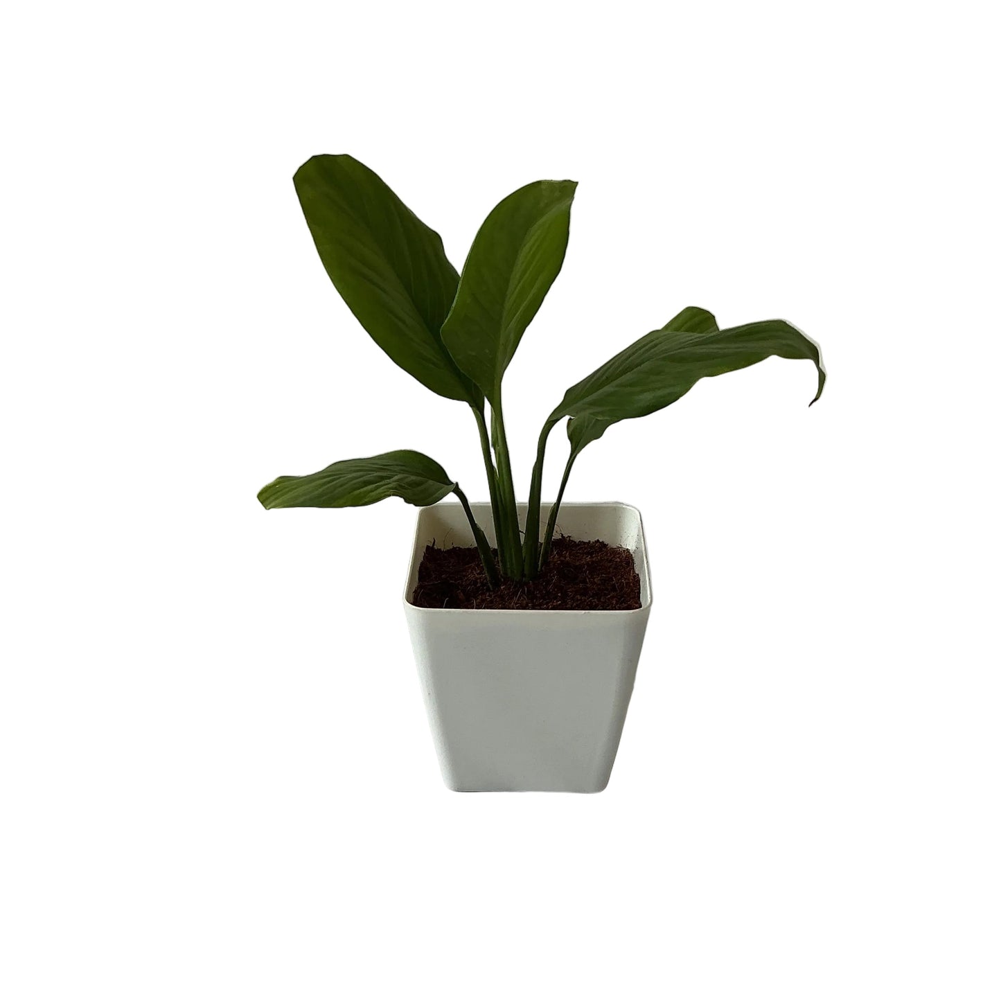 Peace lily plant in 4 inch orchid square pot