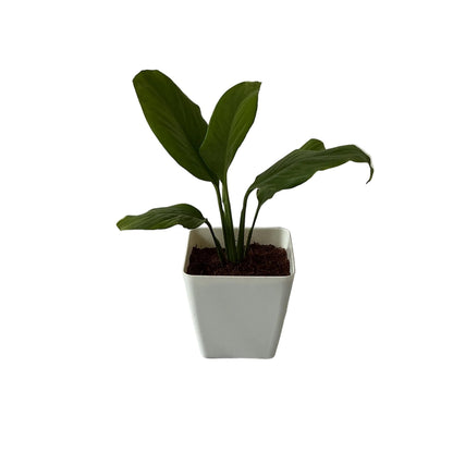 Peace lily plant in 4 inch orchid square pot