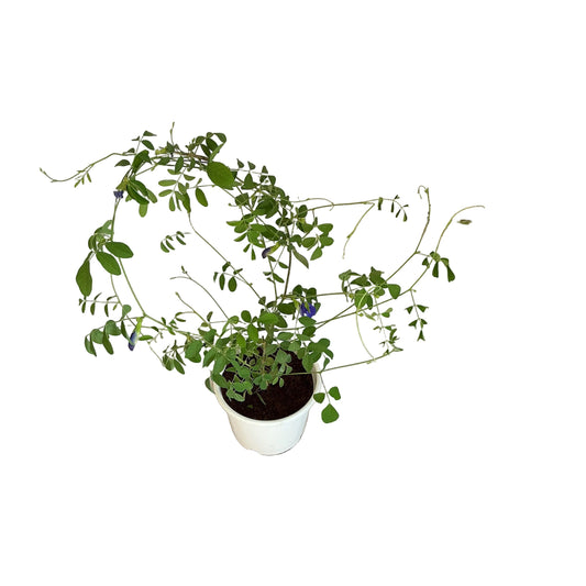 Aparajita Plant in 6 inch white pot