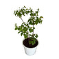 Madhu Makes Dwarf Flower Plant In 8 Inch White Nursery Pot
