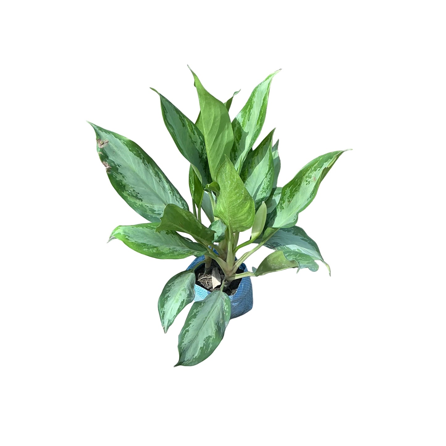 Aglaonima Plant In 7 Inch Bag
