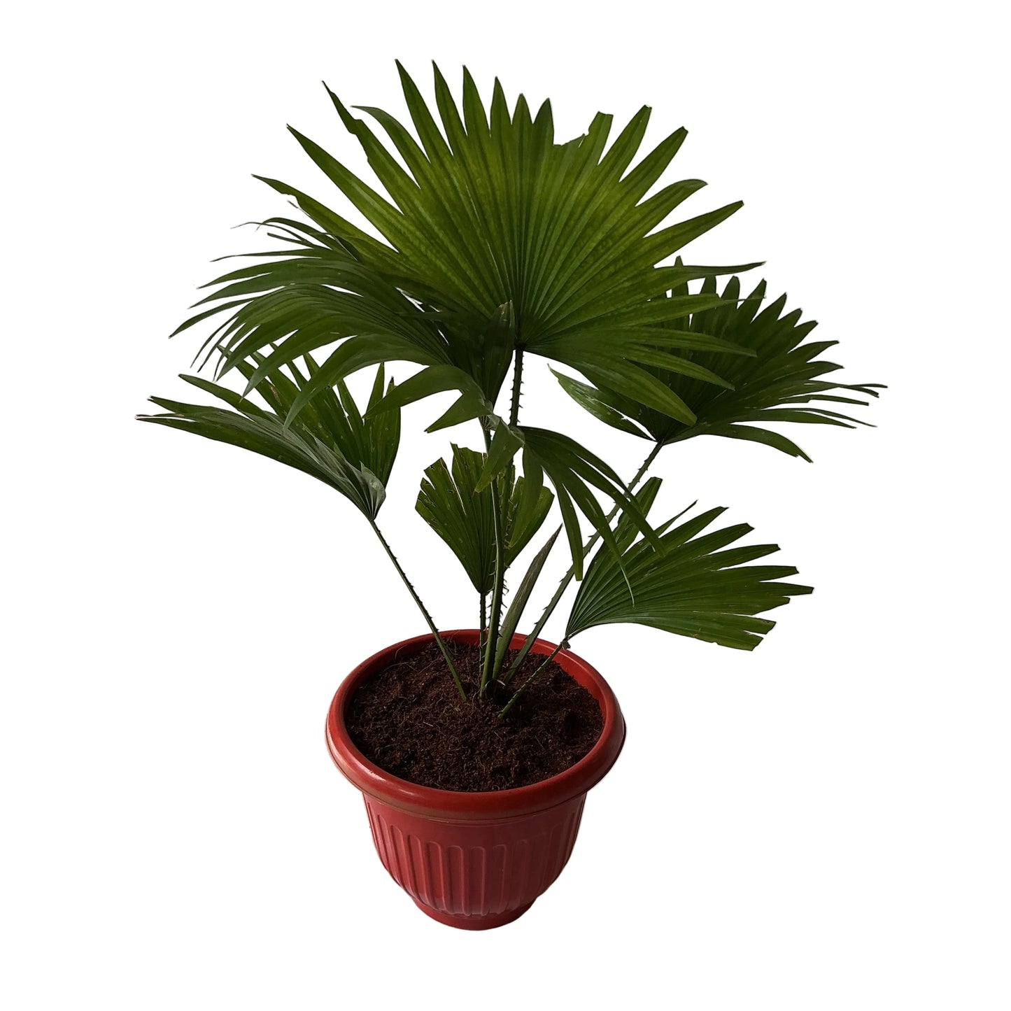 China Palm In 10 Inch Red Olive Pot
