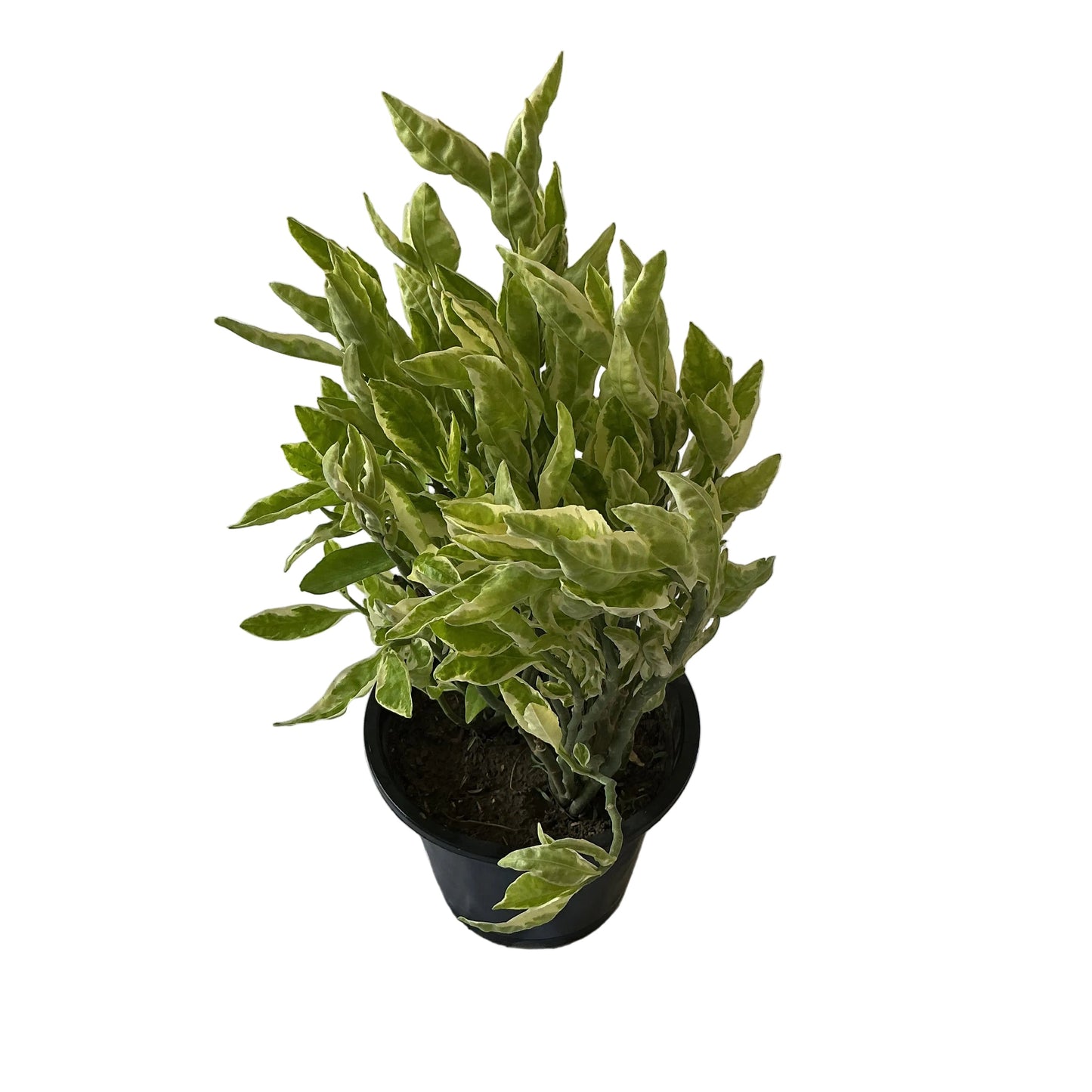 Pedilanthus Variegated Plants In 8 Inch Black Nursery Pot