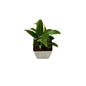 Peace lily plant in 4 inch white orchid square pot