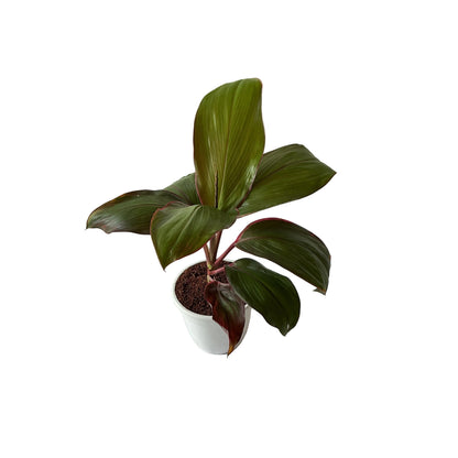 Dracaena red ruby plant (Rozia plant) in 4 inch any design pot