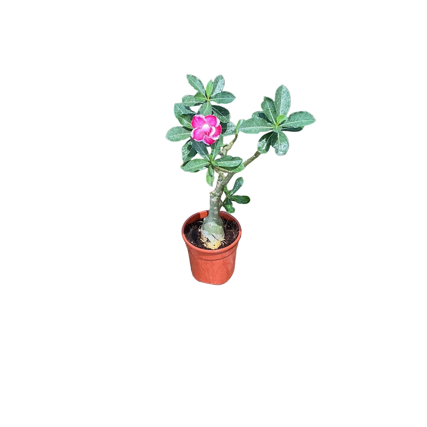 Adenium Plant In 6 Inch Nursery Pot