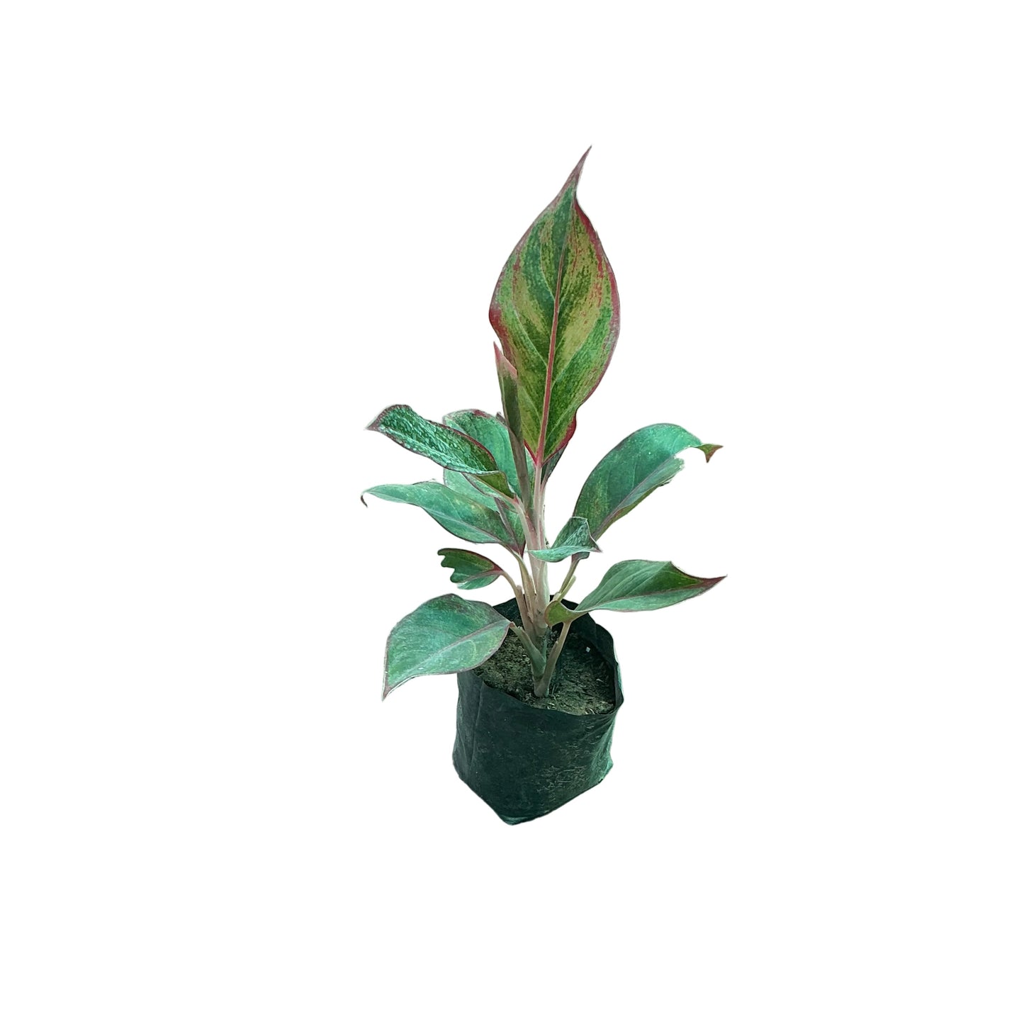 Lipstick Plant In 4 Inch polybag
