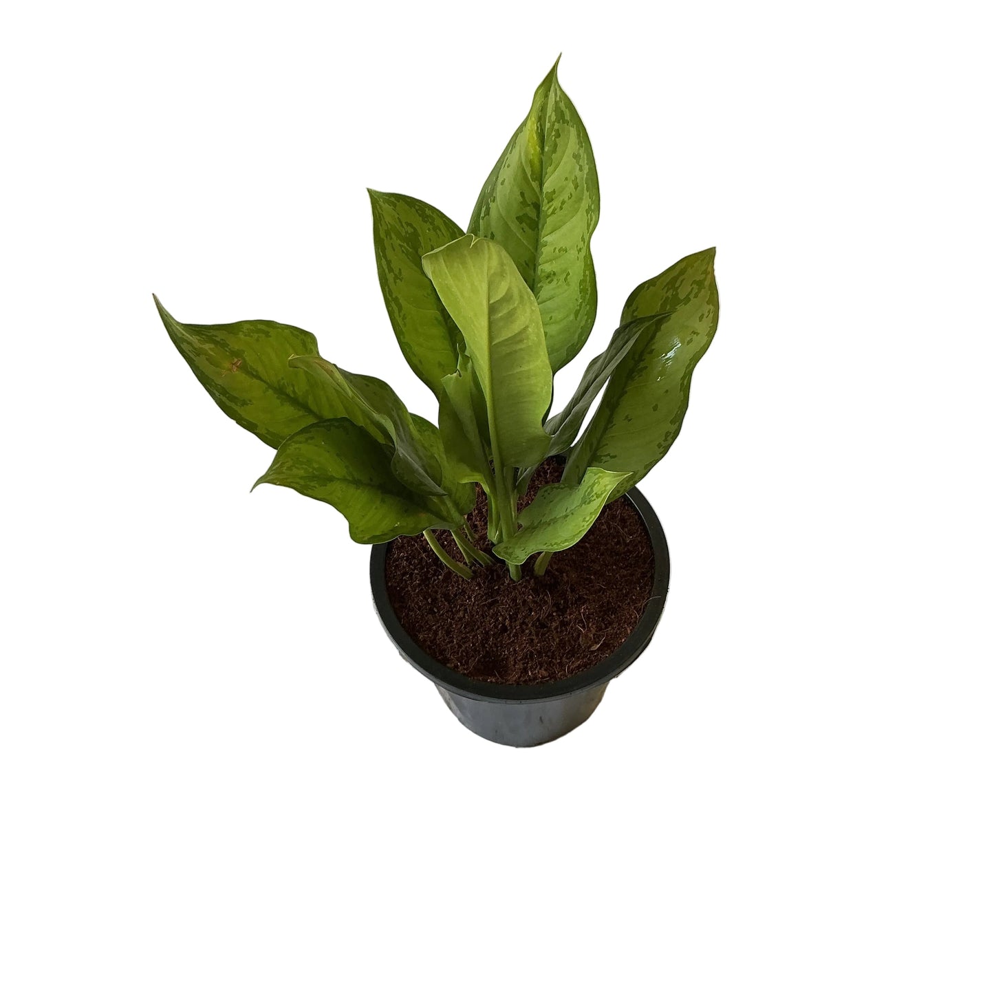Aglaonima green plant in 8 inch black nursery pot