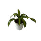 Dracaena Massenger Victoria Plant In 10 Inch White Classic Pot
