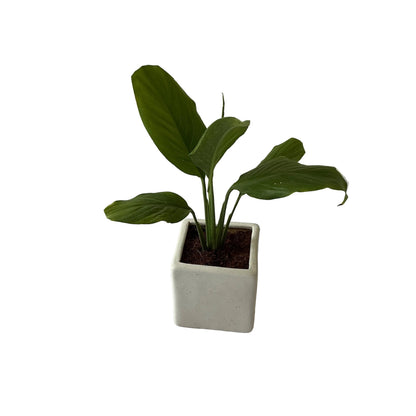 Peace Lily Plant In 4 Inch Ceramic Pot Any Design