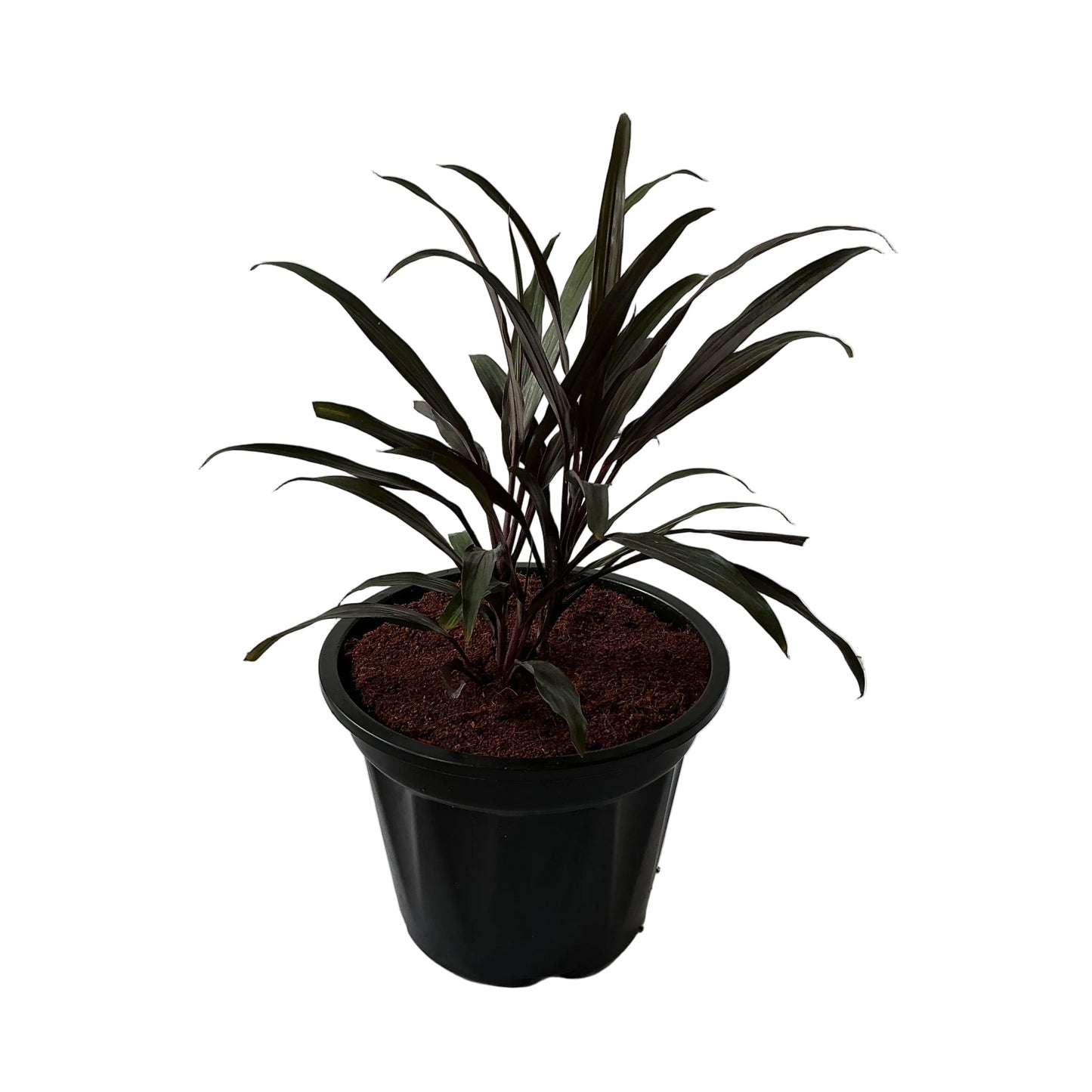 Dracaena Black In 8 Inch Black Nursery Pots