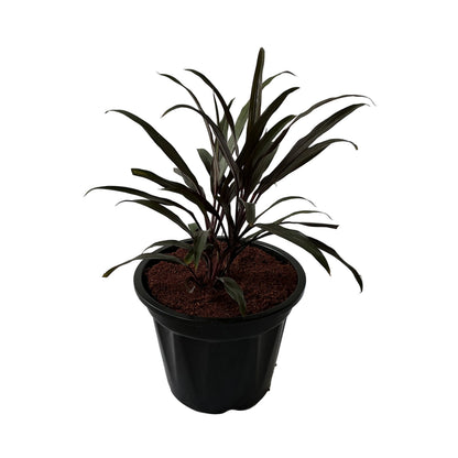 Dracaena Black In 8 Inch Black Nursery Pots