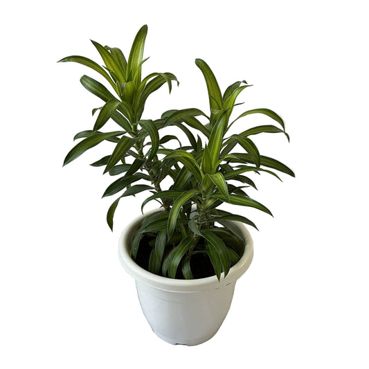 Dracaena Messenger Plant In 10 Inch White Classic Pot