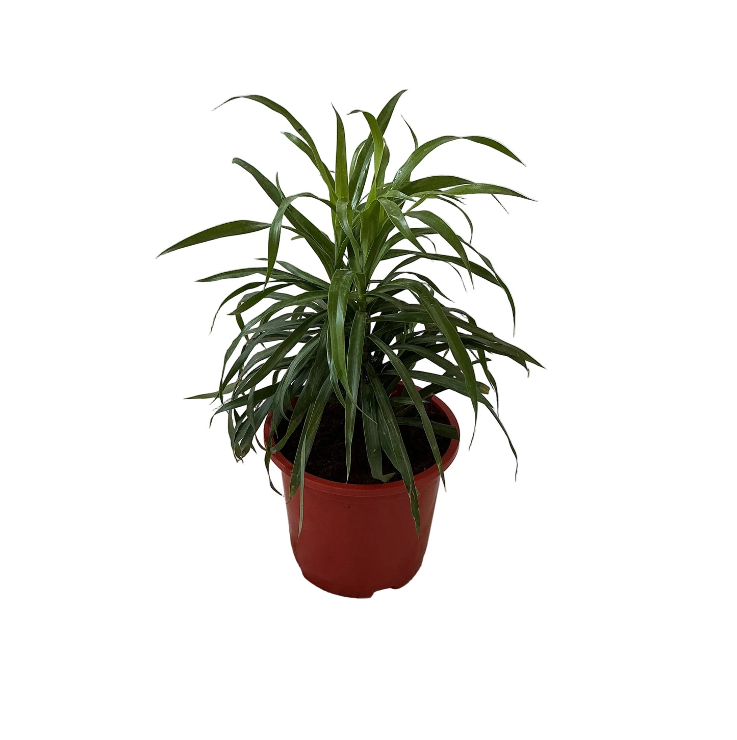 Dracaena Green Plant In 8 Inch Red Nursery Pot