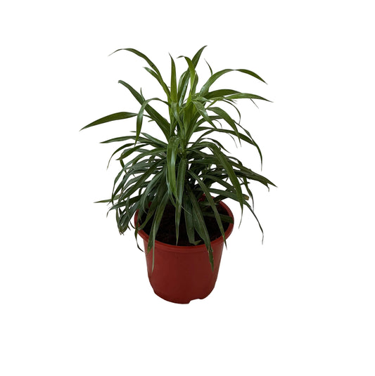 Dracaena Green Plant In 8 Inch Red Nursery Pot