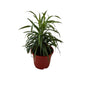Dracaena Green Plant In 8 Inch Red Nursery Pot