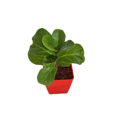 Fiddle leaf ( ficus lureta) plant 4 inch any design pot