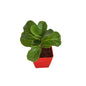 Fiddle leaf ( ficus lureta) plant 4 inch any design pot