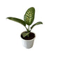 Dieffenbachia Plant In 8 Inch White Nursery Pot