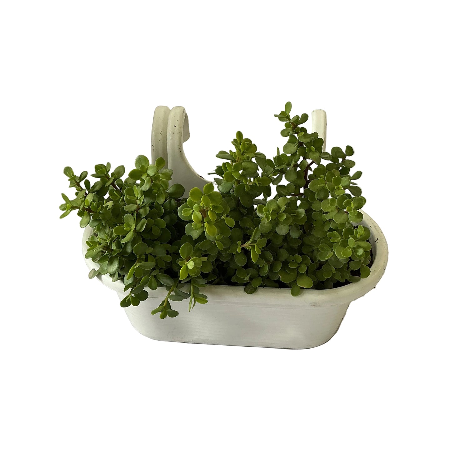 Jade Plant In Double Hook Hanging Basket Planter