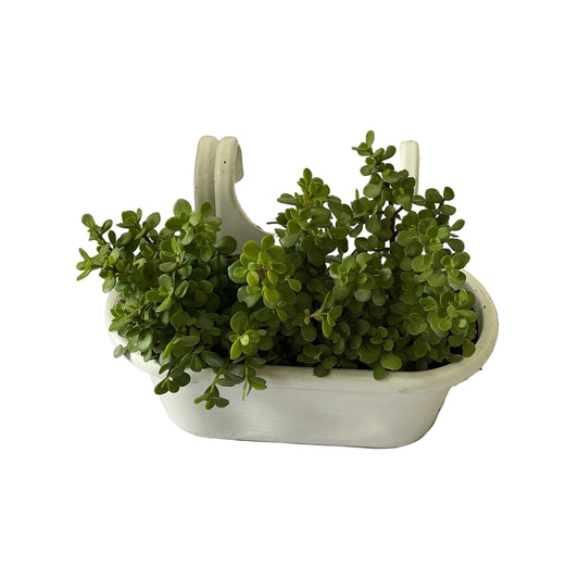 Jade Plant In Double Hook Hanging Basket Planter