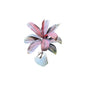 Dracaena Rozia Plant in 4 inch bag
