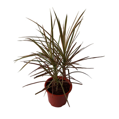 Dracaena Chloroma Plant In 8 Inch Red Nursery Pot