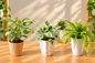 Set Of-3, Dwarf Singonium, Marble Money Plant, Golden Fern, In 4 Inch Orchid Round Pot