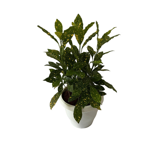 Baby Croton Plant In 8 Inch White Classic Pot