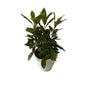 Baby Croton Plant In 8 Inch White Classic Pot