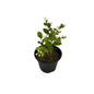 Mogra Plant (jasmine Plant) In 8 Inch Black Nursery Pot
