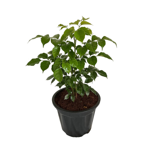 Redar Macheera Plant (China Doll Plant) In 8 Inch Black nursery pot