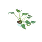 Philodendron Xanadu Plant In 4 Inch Nursery Pot