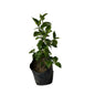 Hibiscus Flowers Plant in 7 inch poly bag