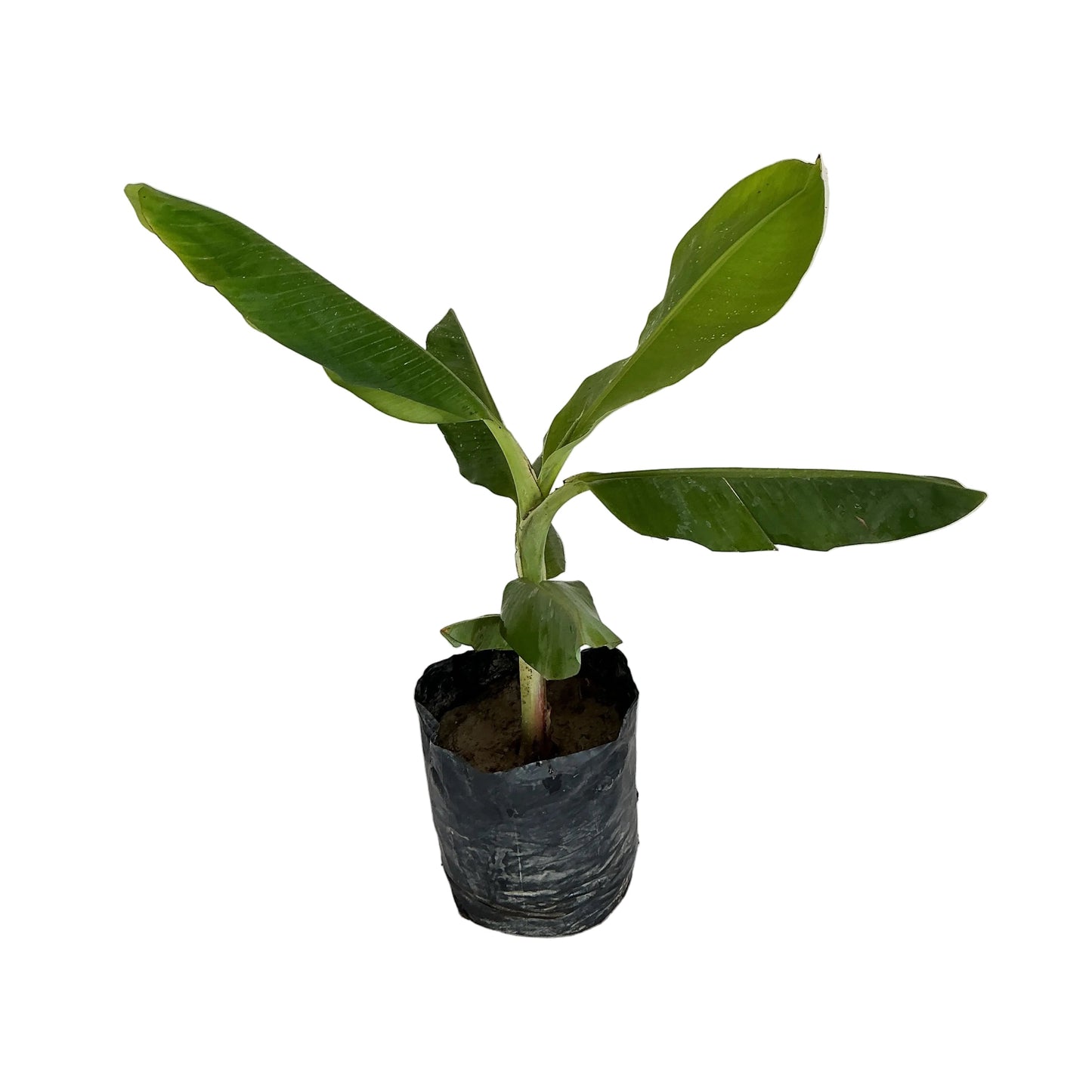 Banana tree in 10 inch poly bag