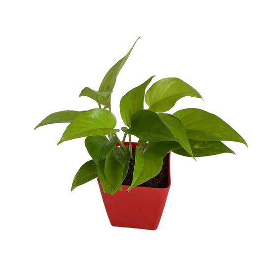 Golden Money plants in 4 inch red orchid square pot