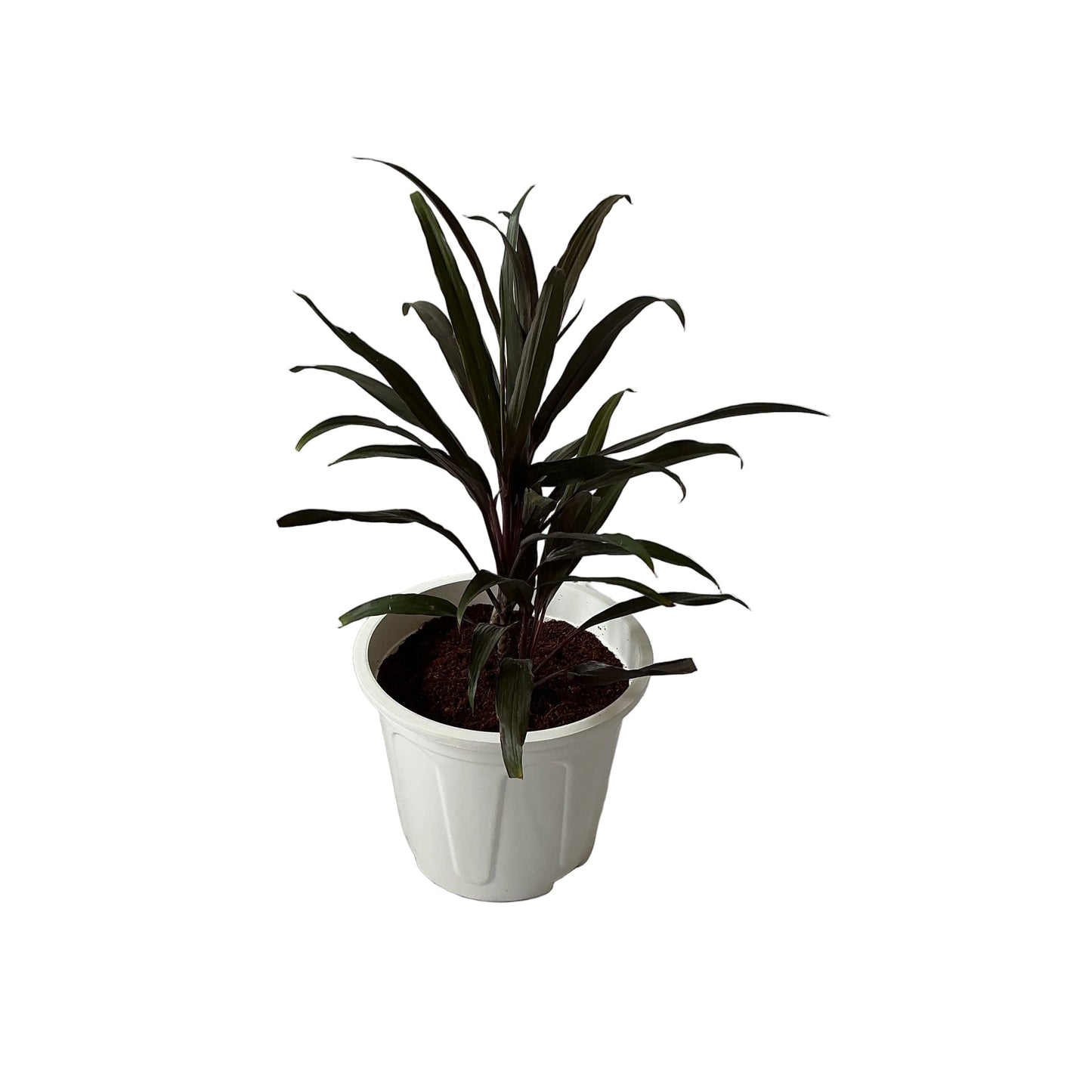 Dracaena Black Plant In 8 Inch White Nursery Pot