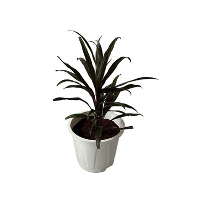 Dracaena Black Plant In 8 Inch White Nursery Pot