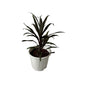 Dracaena Black Plant In 8 Inch White Nursery Pot