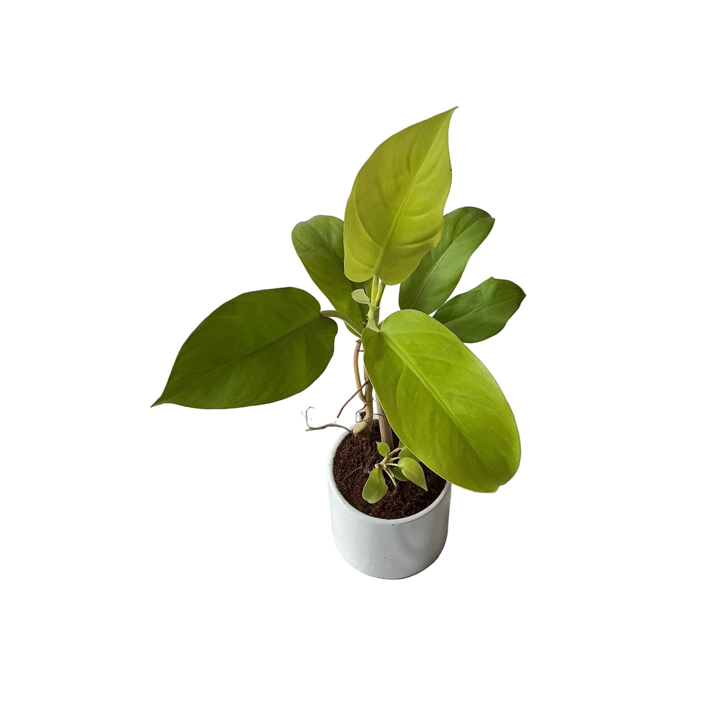 Golden philodendron plant in 4 inch ceramic pot