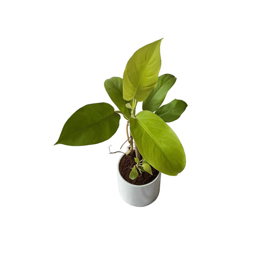 Golden philodendron plant in 4 inch ceramic pot