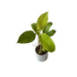 Golden philodendron plant in 4 inch ceramic pot