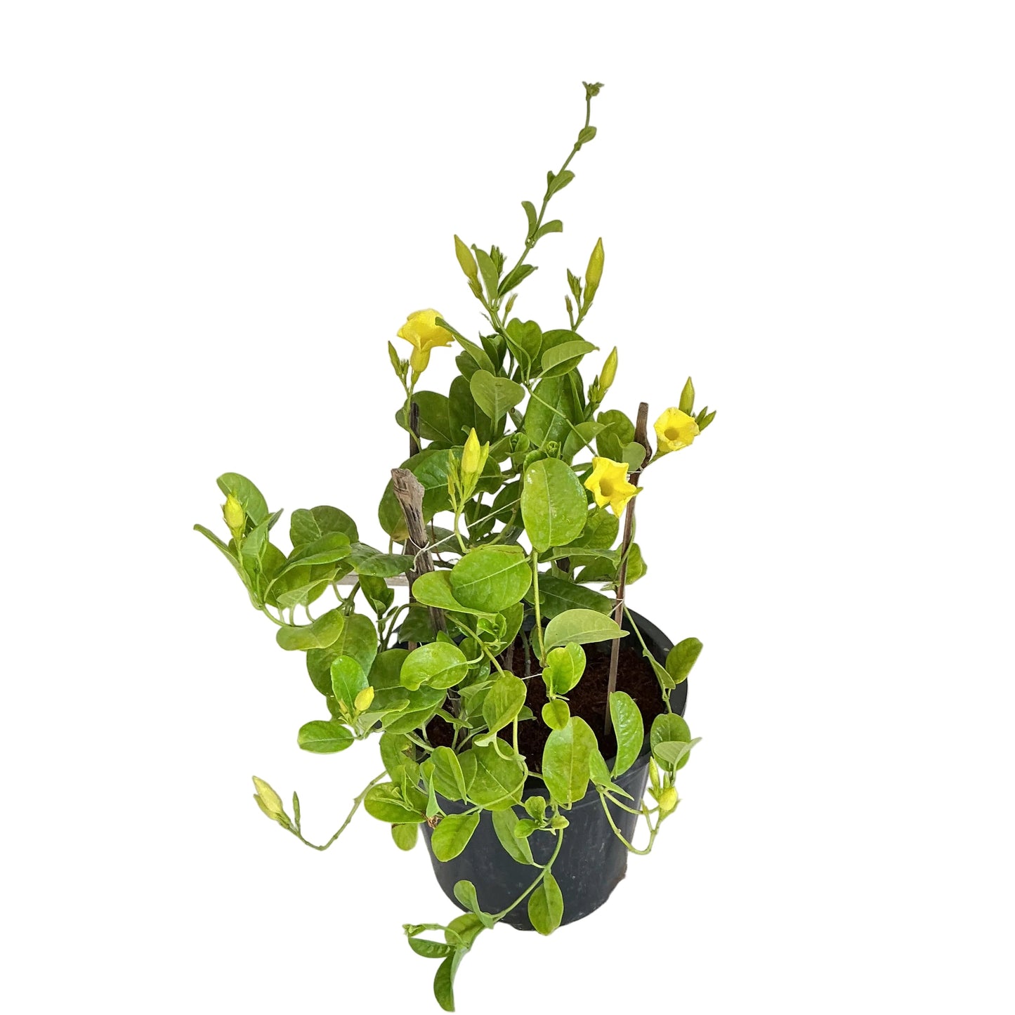 Allamanda Flowers Plant In 8 inch black nursery pot