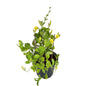 Allamanda Flowers Plant In 8 inch black nursery pot