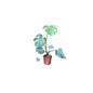 Monstera Plant In 6 Inch Nursery Pot.