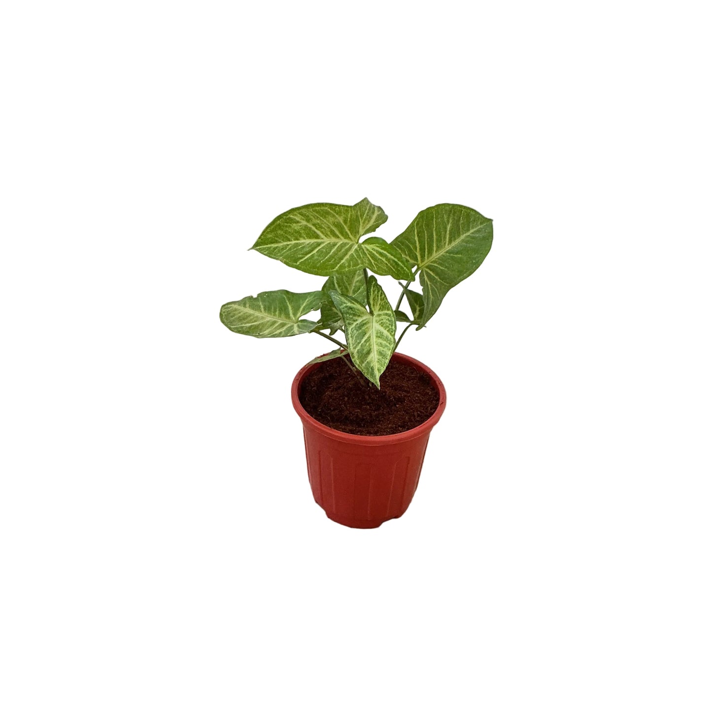 Singonium Green Plant 6 inch Red Nursery Pot
