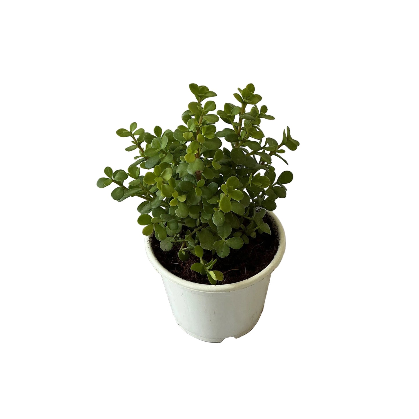 Jade Plant In 6 Inch White Nursery Pot