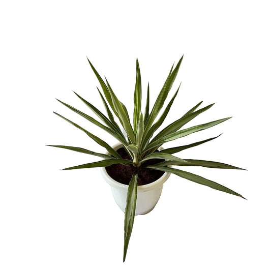Silver yucca plant in 10 inch white classic pot